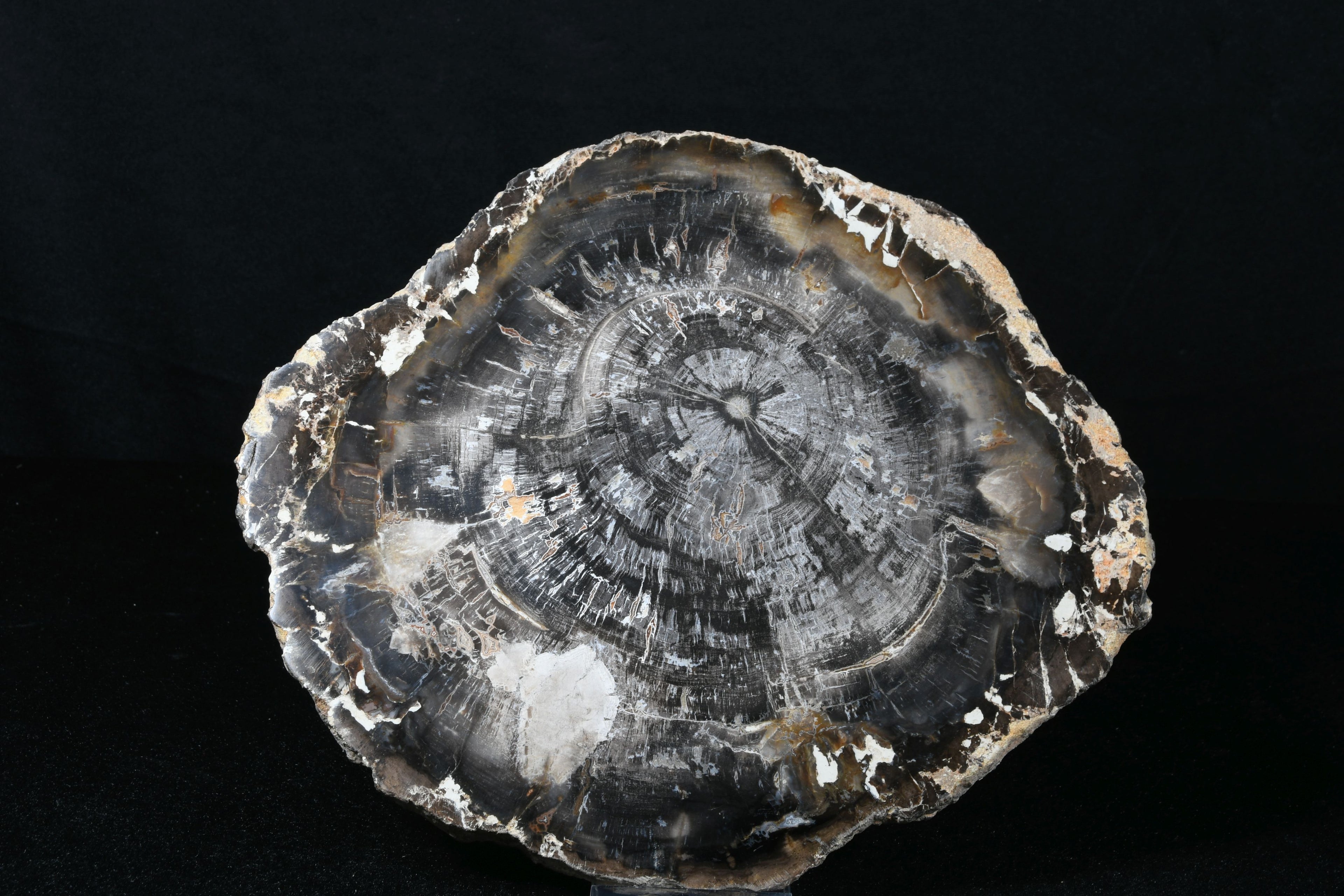 Versteinertes Holz
