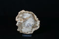 Versteinertes Holz