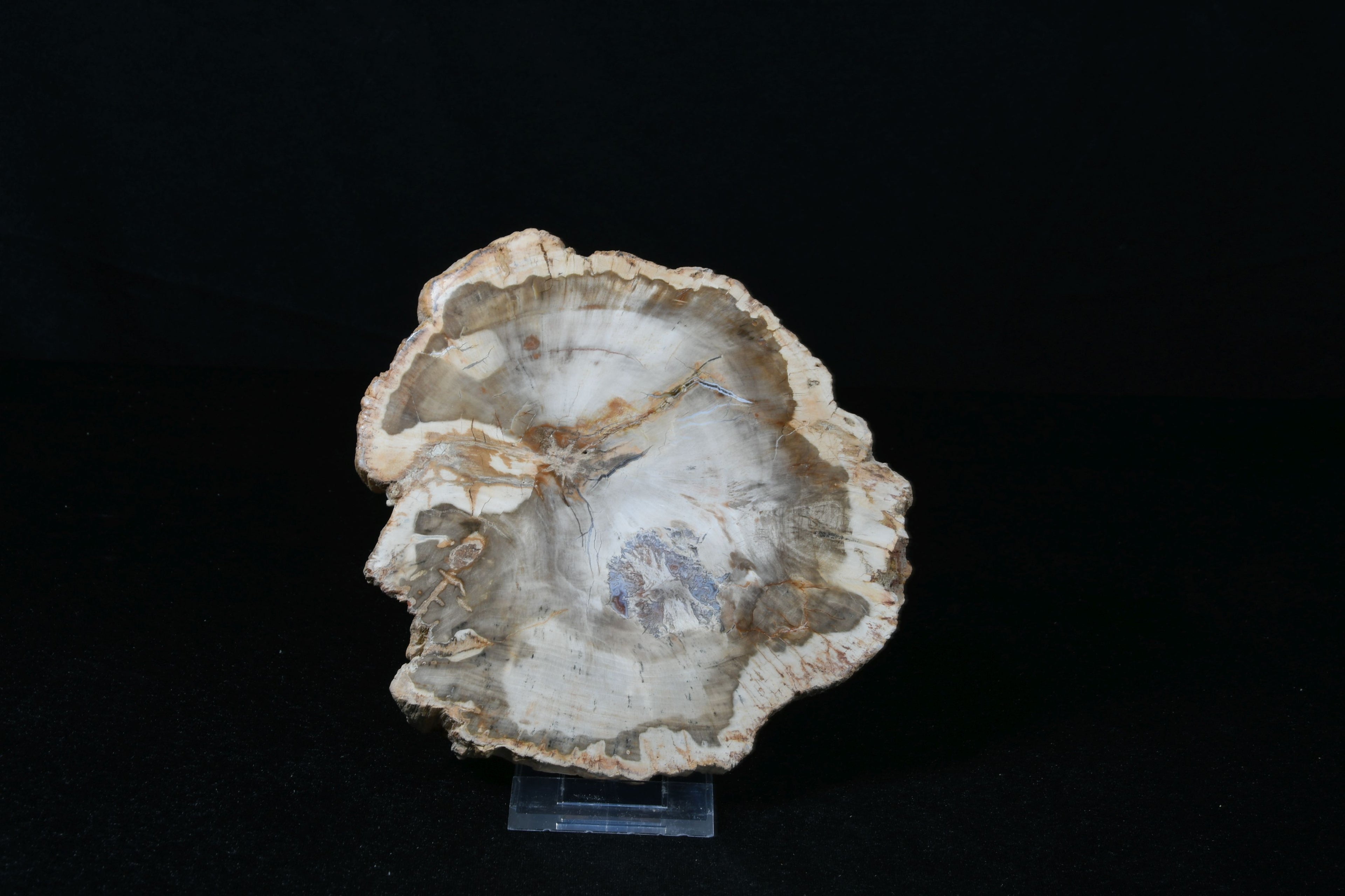 Versteinertes Holz