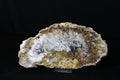 Petrifiziertes Holz Schale