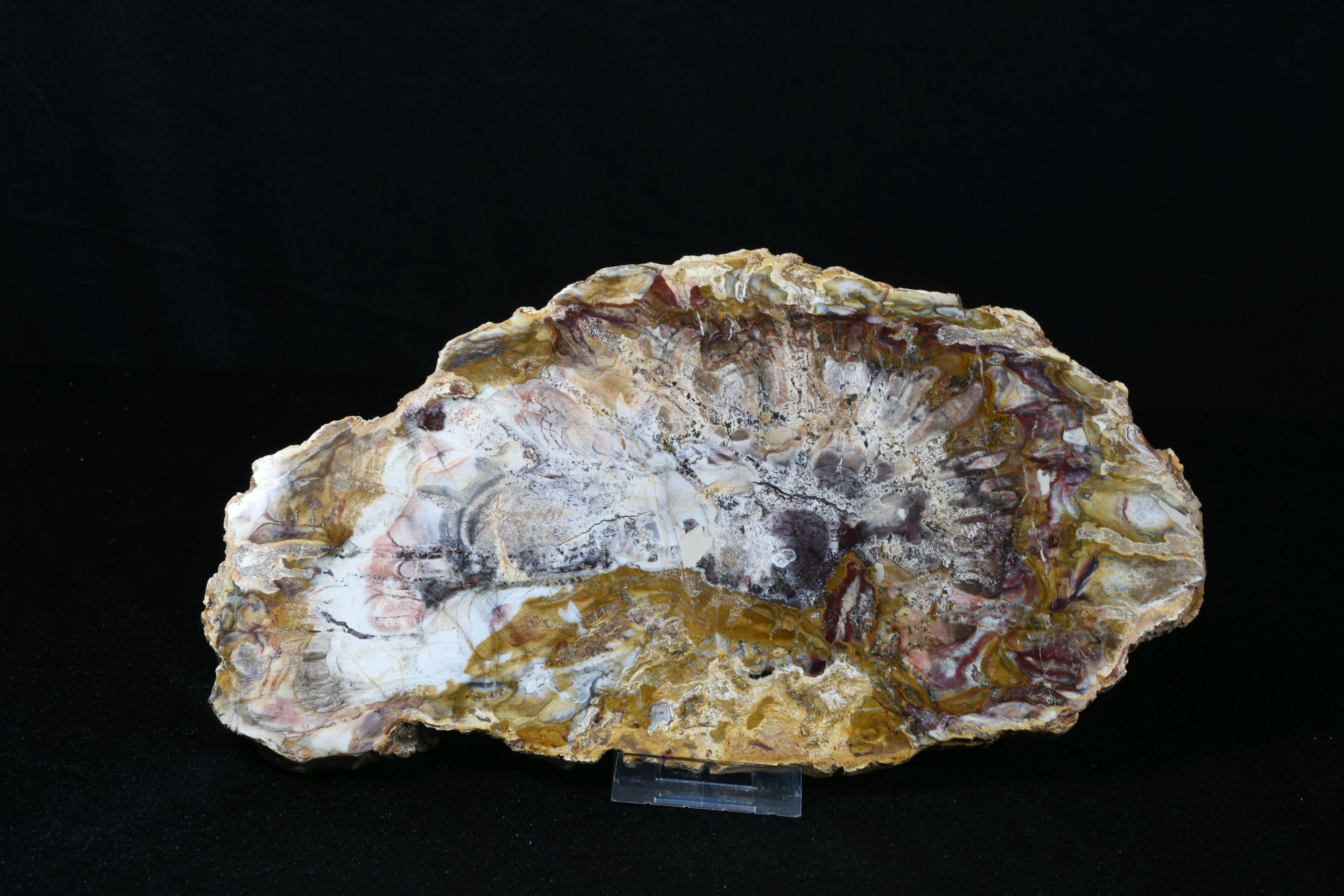 Petrifiziertes Holz Schale