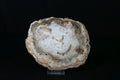 Petrifiziertes Holz Schale
