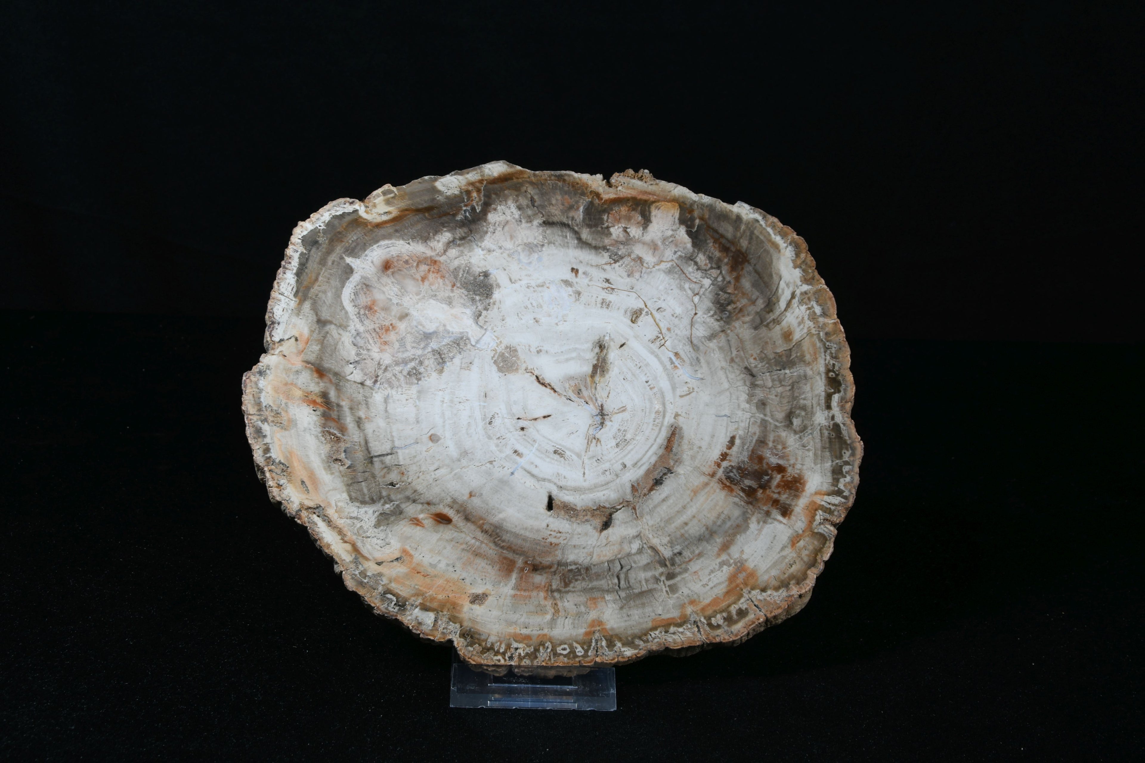Petrifiziertes Holz Schale
