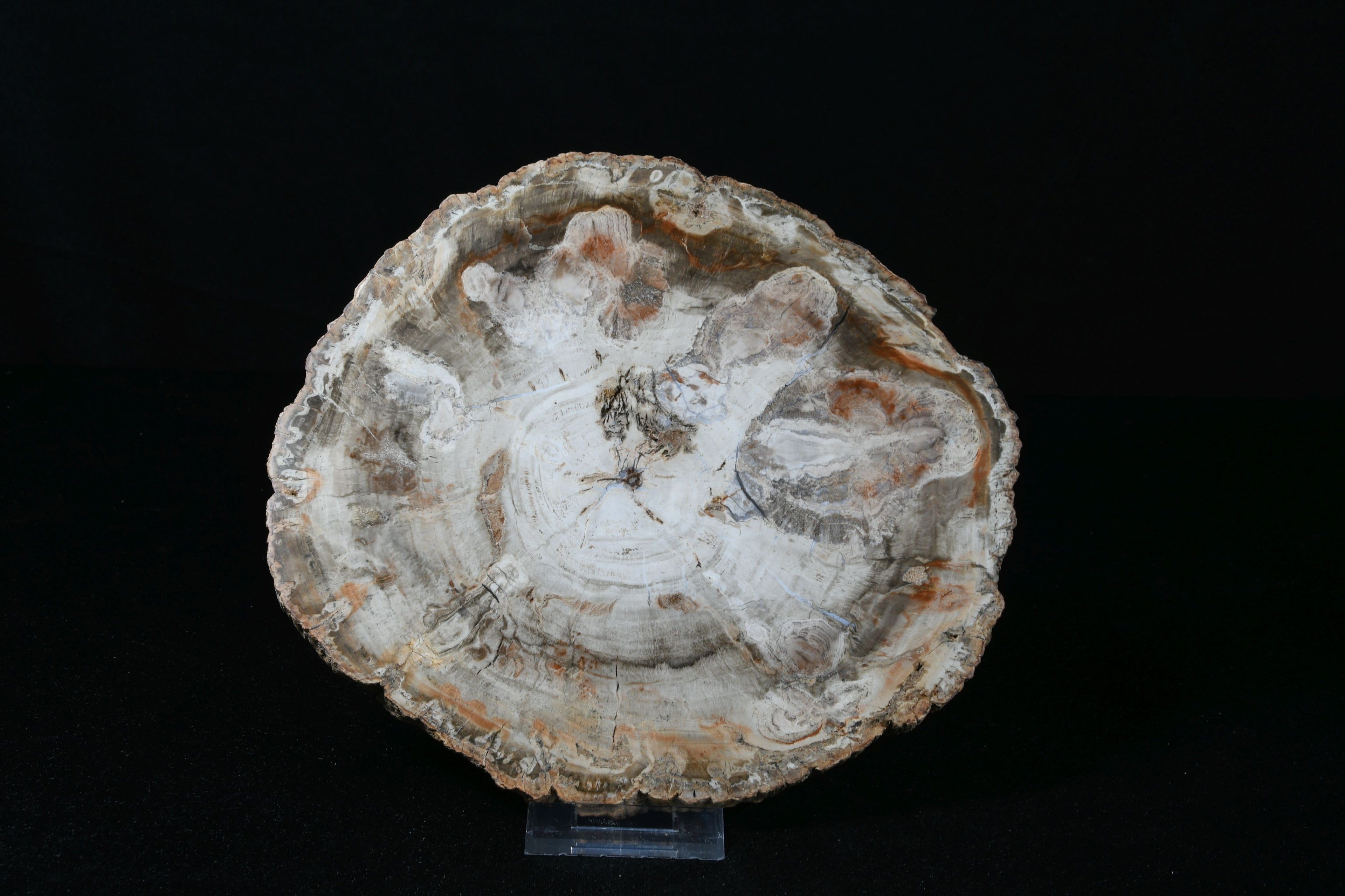 Petrifiziertes Holz Schale